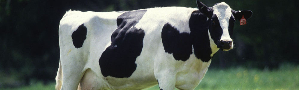 cow1000x300.jpg
